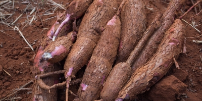 Moagem de mandioca atinge recorde histórico no Brasil, aponta levantamento do Cepea/Abam