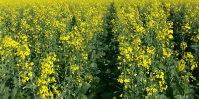 Canola tem área de cultivo duplicada no Rio Grande do Sul