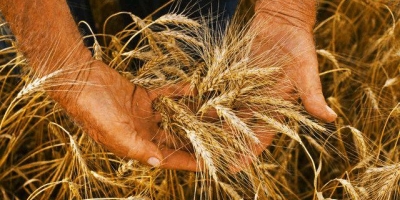 Brasil caminha para ter sua menor safra de trigo em 5 anos
