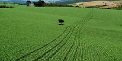 Leilões de propriedades rurais no Brasil disparam com avanço da dívida rural