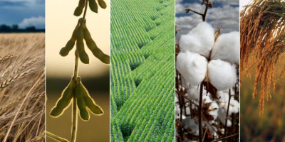 SLC Agrícola aposta no sistema ILP para ampliar eficiência da pecuária no campo