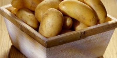 Batata/Cepea: Preços recuam com intensificação da safra e ritmo normal de colheita