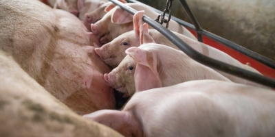 Suínos/Cepea: Animal vivo nunca esteve tão barato em SP