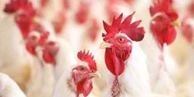 Avicultura de SC mantém liderança em 2025