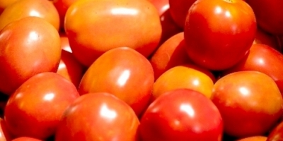 Tomate passa a integrar relação de produtos contemplados pelo PGPAF em agosto