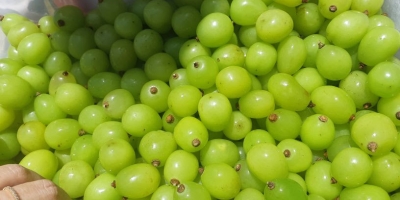 Uva/Cepea: Tarifa dos EUA mantém incertezas para exportações brasileiras de uvas