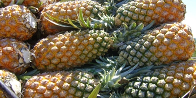 Nova publicação atualiza orientações para o cultivo de abacaxi no Amazonas