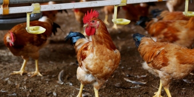Frango/Cepea: Poder de compra de avicultor em SP continua subindo