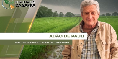 Lavouras de milho se desenvolvem bem na região de Londrina/PR antes de entrar em fases críticas