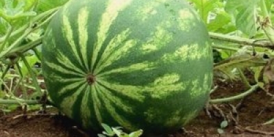 Melancia/Cepea: Em GO, problemas com virose persistem, oferta recua e preços aumentam