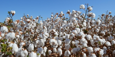 Custo de produção do algodão recua 1,36% em MT, mas alta dos fertilizantes preocupa Imea