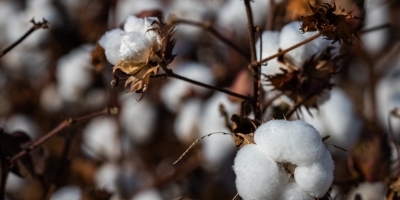 Rally da Safra inicia Etapa Algodão projetando produção de  4,2 milhões de toneladas de pluma