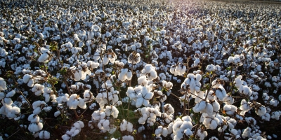 Algodão tem variações mistas em NY após dados de produção do USDA