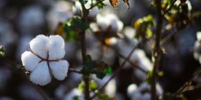 Algodão inicia semana em alta na Bolsa de Nova York