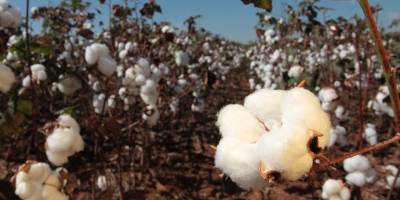 Produtividade recorde não evita queda de quase 9% na produção de algodão em MT