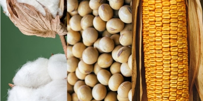 Geopolítica e apetite ao risco invertem sinal e commodities agrícolas voltam a subir; soja avança na CBOT