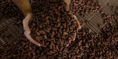 Safra de cacau 26/27 tende a superávit restrito com riscos na África e ameaça de El Niño, apontam consultorias