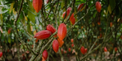 Superávit global de cacau é revisado para 247 mil t em 2025/26, com El Niño pressionando o próximo ciclo