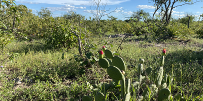 Itaú BBA viabiliza primeiro projeto do Eco Invest Brasil na Caatinga com a Agrovale