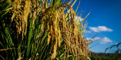 Arroz/Cepea: Preços continuam em alta, mas reajustes perdem força no RS