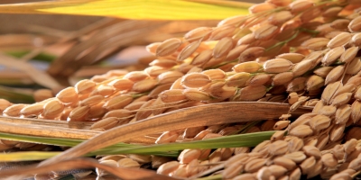 Preços do arroz recuam após dois meses de alta e mercado busca novo equilíbrio