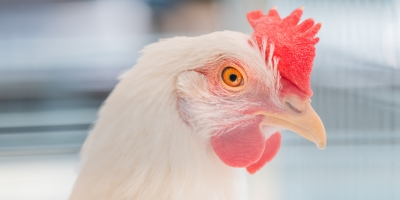 Frango/Cepea: Preços da carne reagem; embarques têm ritmo recorde