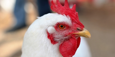 Frango/Cepea: Mercado registra primeira alta do ano em abril