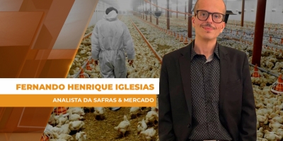 Avicultura mantém equilíbrio em 2025, mas já enfrenta novos desafios em 2026
