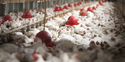 Sindiavipar reforça padrão sanitário da avicultura brasileira diante de exigências da União Europeia