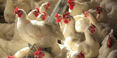 Conflito no Oriente Médio pressiona custos e pode afetar comércio global de frango