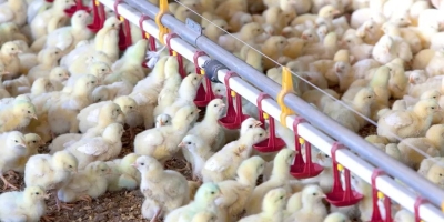 Sanidade na avicultura: doença de Newcastle avança na Alemanha e acende alerta no setor europeu