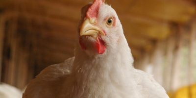 Brasil avança no mercado de frango e reforça cuidados contra influenza aviária