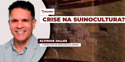 Cotação do suíno vivo em MG derrete 36% em 2026