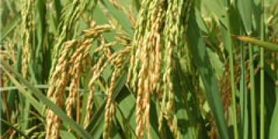 Mercado de defensivos para arroz irrigado movimenta US$ 262 milhões, com ligeira queda frente à safra anterior