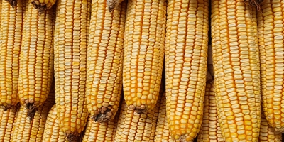 Futuros do milho fecham terça-feira com ganhos na B3 e mercado de olho em possível demanda europeia