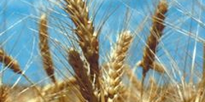 USDA faz corte menor do que o esperado na previsão da produção de trigo dos EUA