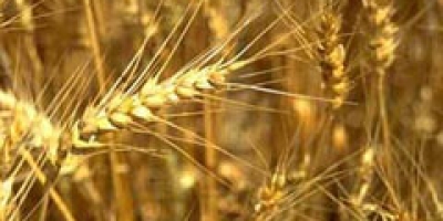 Trigo cai após máxima em 6 semanas por preocupações com safras dos EUA e da Rússia