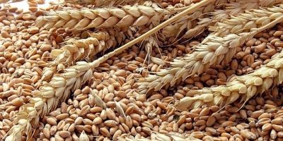 Trigo sobe em Chicago nesta terça-feira(12) e mercado acompanha atraso no plantio do Sul do Brasil
