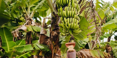 Banana/Cepea: Devido à baixa oferta, cotações sobem na Ceagesp