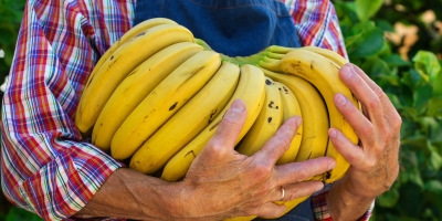 Banana/Cepea: Frio compromete qualidade e oferta de nanica