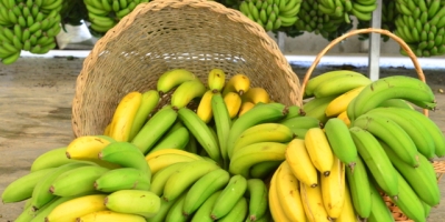 Banana/Cepea: Variedades têm comportamentos distintos em Bom Jesus da Lapa