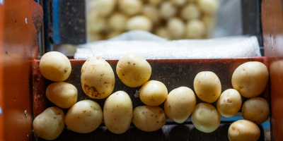 ABBIN leva informação nutricional aos pontos de venda para combater mitos sobre a batata