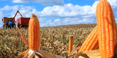 Colheita de milho em MT avança para 20,9% da área, supera ritmo de 2025, diz Imea