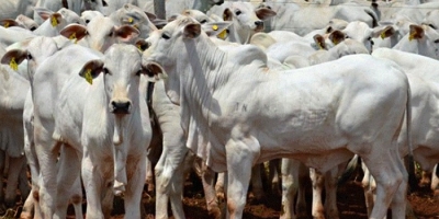 Agrobrazil: Movimento de hoje é marcado pelo encurtamento das escalas de abate em todas as regiões