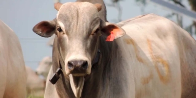 USDA espera conter caso de berne em bovino no Texas, diz Rollins