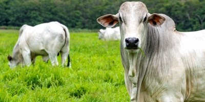 Embrapa Gado de Corte lança material gratuito sobre resistência aos antibióticos