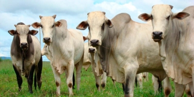 Agrobrazil: Quarta-feira trouxe uma valorização expressiva em São Paulo