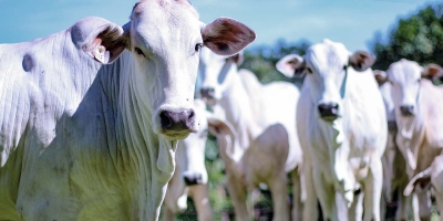 Exportações de carne bovina elevam receita diária em 32,8% até a terceira semana de junho