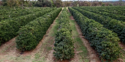 Boletins da Secretaria de Agricultura para o início de 2026 apontam chuvas até abril e orientam manejo do solo com cuidados redobrados