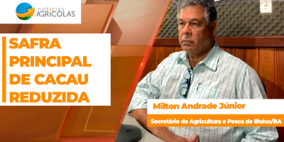 Safra principal de cacau, que começa em Outubro, deve ser menor no sul da Bahia